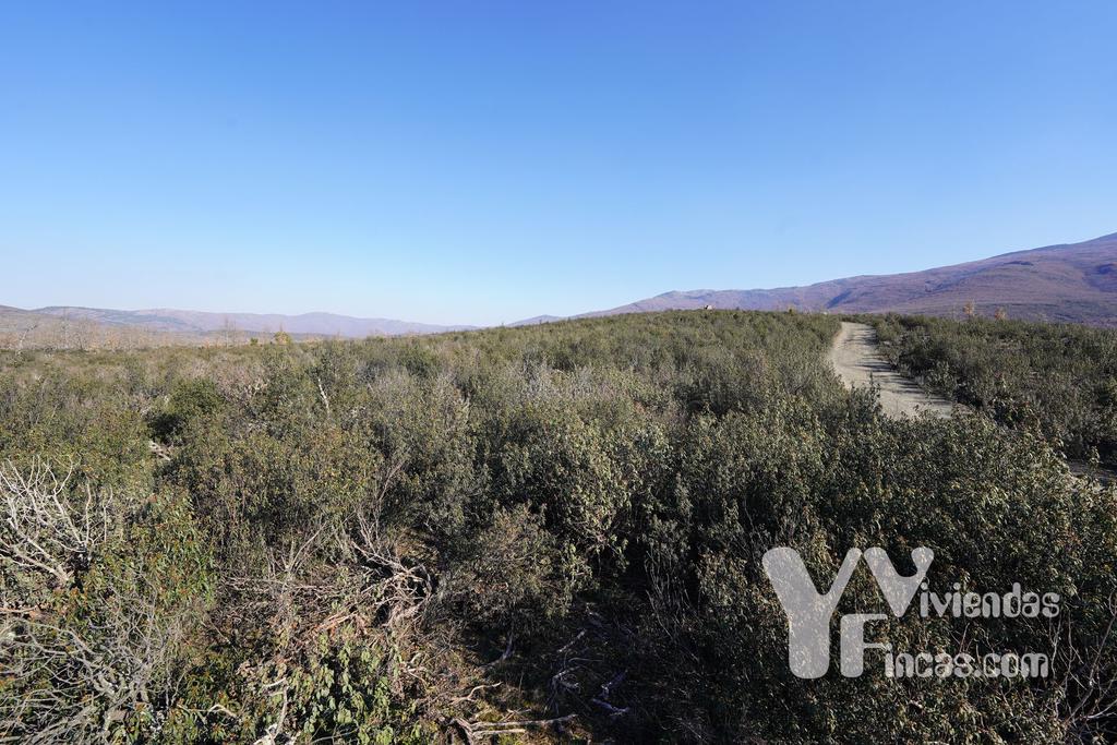 Ref.- 23002 Terreno rústico en venta, Campillo de Ranas