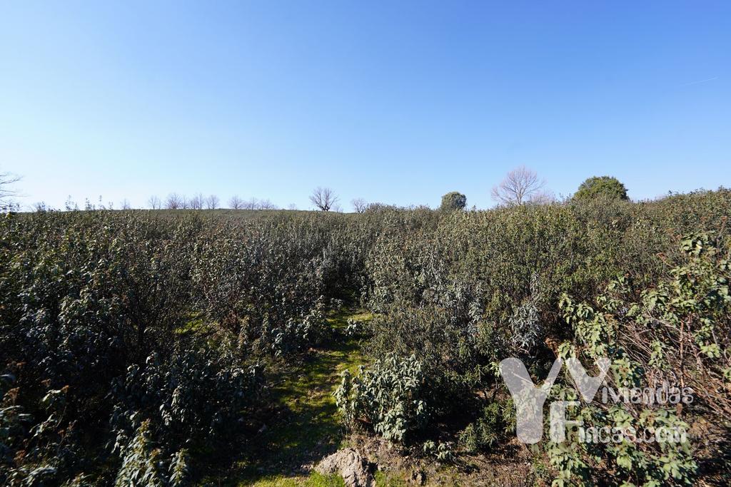 Ref.- 23004 Terreno rústico en venta, Campillo de Ranas